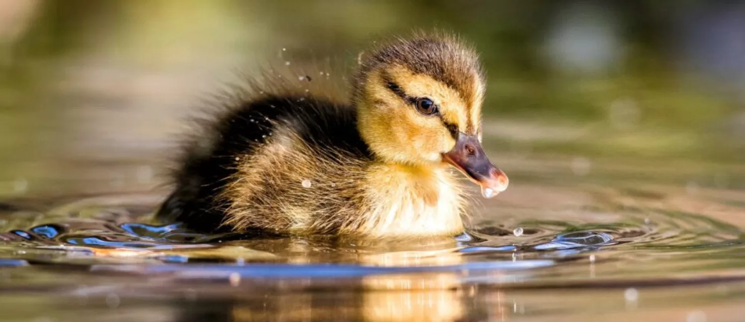 Duckling